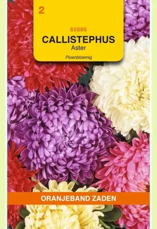 Callistephus, Aster Pioenbloemig gemengd Oranjeband - afbeelding 1