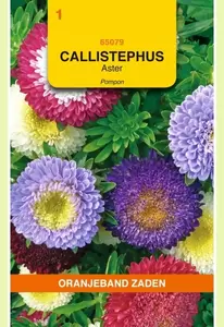 Callistephus, Aster Pompon gemengd Oranjeband - afbeelding 1