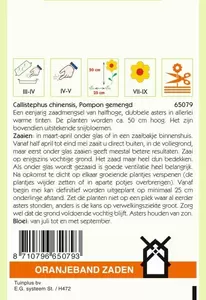 Callistephus, Aster Pompon gemengd Oranjeband - afbeelding 2