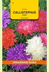 Callistephus, Aster Struisveder gemengd Oranjeband - afbeelding 1