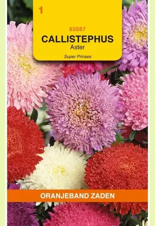 Callistephus, Aster Super Prinses gemengd Oranjeband - afbeelding 1