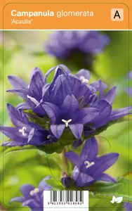 Campanula glomerata Acaulis