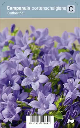 Campanula port. Catharina
