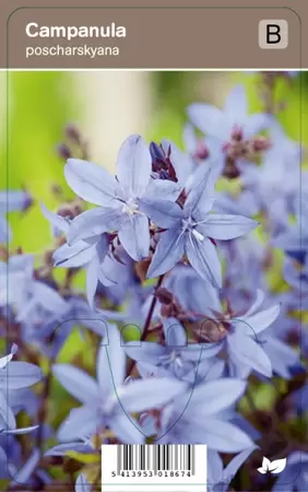 Campanula poscharskyana