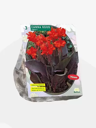 Canna donkerroodblad, Rood per 3