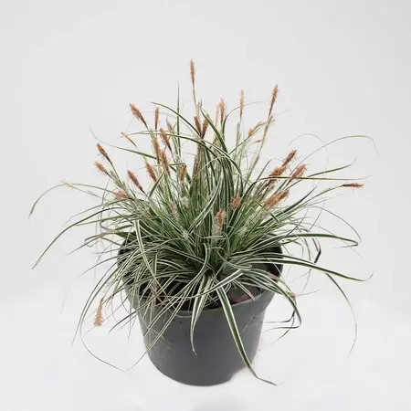 Carex osh. Everest (FiwhitePBR) | Zegge