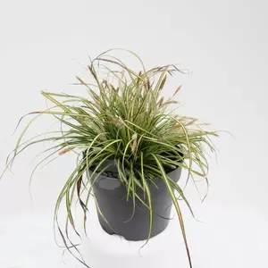 Carex osh. Eversheen | Zegge
