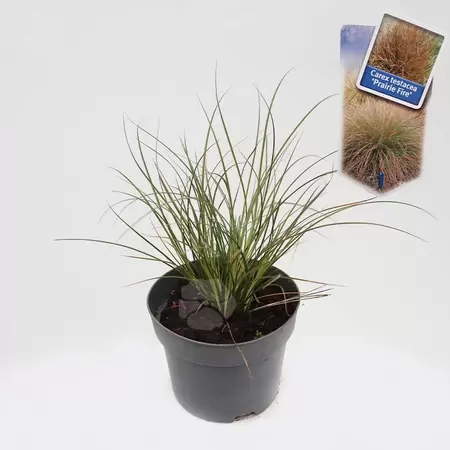 Carex testacea Prairie Fire | Zegge