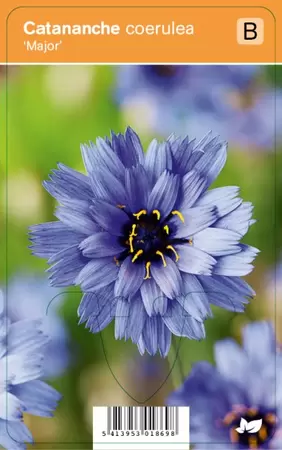 Catananche caerulea Major
