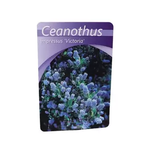 Ceanothus impr. Victoria | Amerikaanse Sering - afbeelding 2