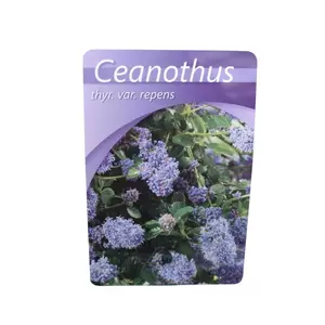 Ceanothus thyrs. Repens C5| Amerikaanse Sering - afbeelding 2