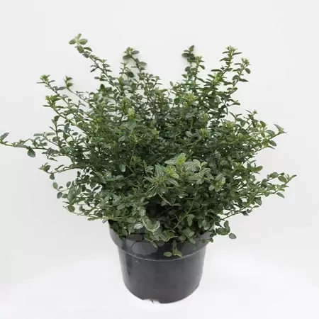 Ceanothus thyrs. Repens C5| Amerikaanse Sering - afbeelding 1