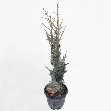 Cedrus atlantica Glauca | Blauwe Atlas ceder
