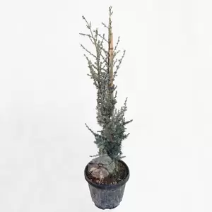 Cedrus atlantica Glauca | Blauwe Atlas ceder