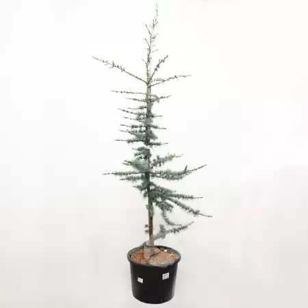 Cedrus Libani Glauca | Blauwe Ceder