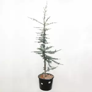 Cedrus Libani Glauca | Blauwe Ceder