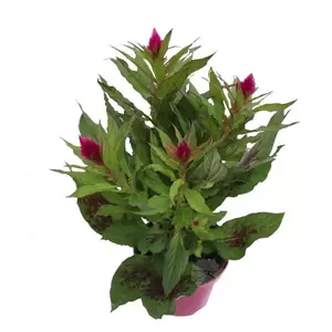 Celosia 'Deep Purple' | Hanenkam P12