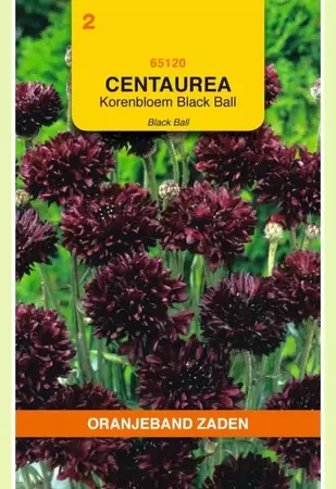 Centaurea, Korenbloem Black Ball Oranjeband - afbeelding 1