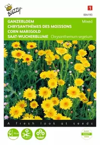 Chrysanthemum, Ganzebloem gemengd Buzzy Seeds - afbeelding 1