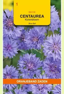 Centaurea, Korenbloem Blue Ball Oranjeband - afbeelding 1