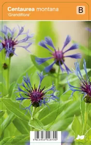 Centaurea montana Grandiflora
