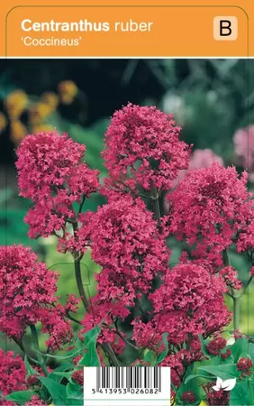 Centranthus ruber Coccineus P9