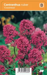 Centranthus ruber Coccineus P9