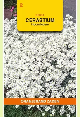 Cerastium, Hoornbloem, wit Oranjeband - afbeelding 1