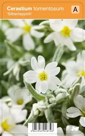 Cerastium tom. Silberteppich