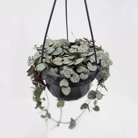 Ceropegia Woodii | Chinees Lantaarnplantje