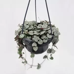 Ceropegia Woodii | Chinees Lantaarnplantje