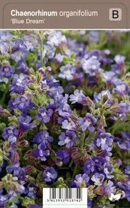 Chaenorhinum organifol Bl Dream