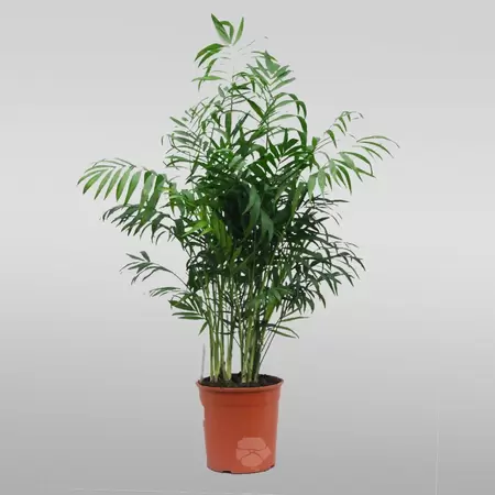 Chamaedorea Elegans | Mexicaanse Dwergpalm
