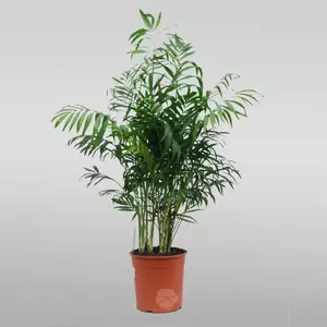 Chamaedorea Elegans | Mexicaanse Dwergpalm