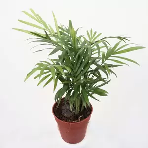 Chamaedorea Elegans | Mexicaanse Dwergpalm