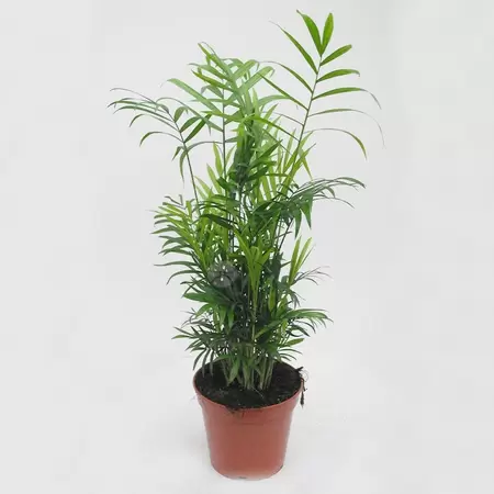 Chamaedorea Elegans | Mexicaanse Bergpalm Pot17cm H60cm