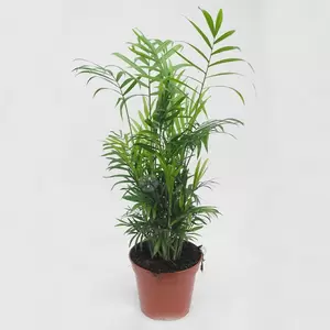 Chamaedorea Elegans | Mexicaanse Bergpalm Pot17cm H60cm