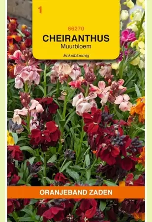 Cheiranthus, Muurbloem enkelbloemig gemengd Oranjeband - afbeelding 1