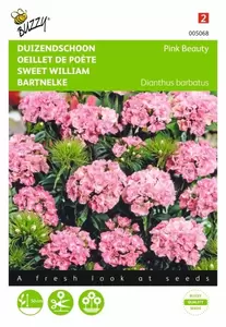 Dianthus, Duizendschoon enkelbloemig gemengd Buzzy Seeds - afbeelding 1