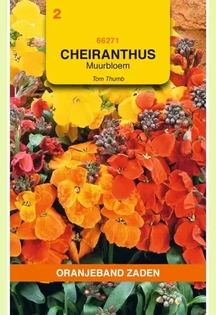 Cheiranthus, Muurbloem Tom Thumb gemengd Oranjeband - afbeelding 1