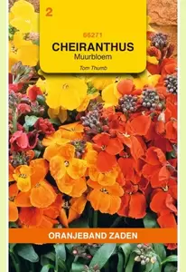 Cheiranthus, Muurbloem Tom Thumb gemengd Oranjeband - afbeelding 1