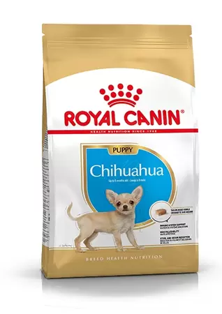 Chihuahua Puppy 1,5 kg