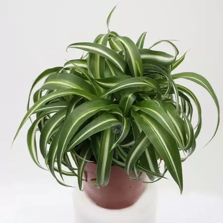 Chlorophytum Comosum 'Bonnie' | Graslelie