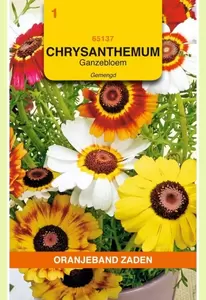 Chrysanthemum, Ganzenbloem gemengd Oranjeband - afbeelding 1