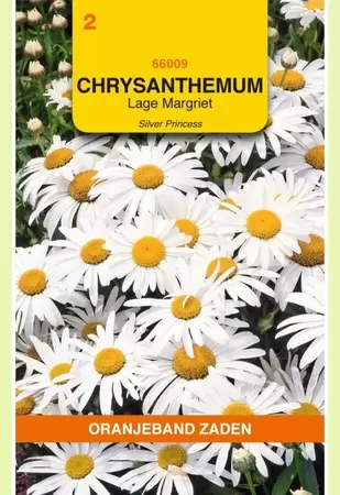Chrysanthemum, Lage Margriet Silver Princess Oranjeband - afbeelding 1