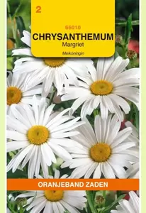 Chrysanthemum, Margriet Meikoningin Oranjeband - afbeelding 1
