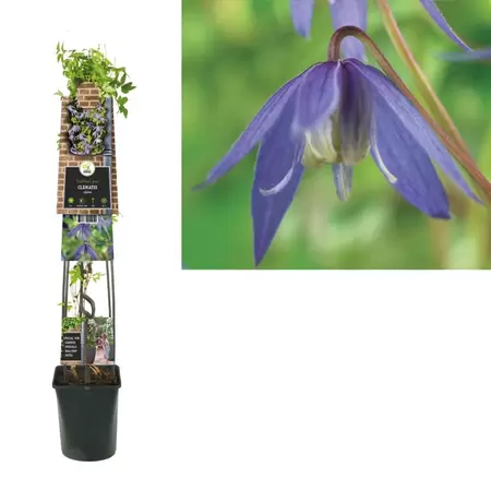 Clematis alpina