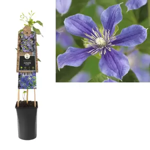 Clematis 'Arabella' | Bosrank