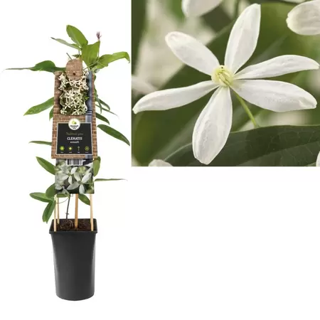 Clematis armandii | Bosrank Pot16cm