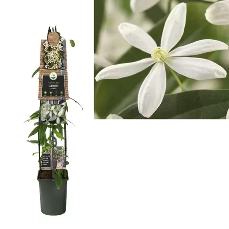 Clematis armandii | Bosrank